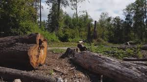 Best Storm Damage Tree Cleanup  in Hamlet, IN