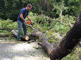 Trusted Hamlet, IN  Tree Services Experts